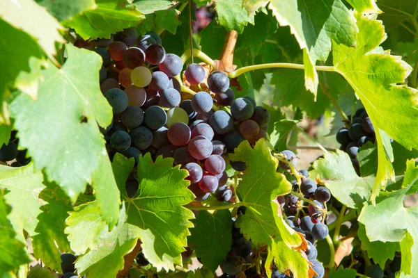 Zralé Černé Nebo Modré Carignan Moštové Hrozny Pro Výrobu Růže — Stock fotografie