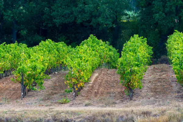 Filas Uvas Vino Maduras Plantas Viñedos Cotes Provence Cerca Collobrieres — Foto de Stock