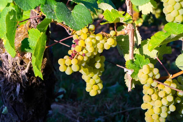 Groene Wijngaarden Gelegen Heuvels Van Jura Franse Regio Witte Savagnin — Stockfoto
