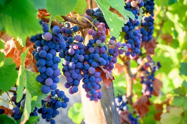 Green Vineyards Located Hills Jura French Region Red Pinot Noir Royalty Free Stock Images