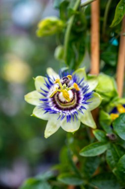 Botanik koleksiyonu, passiflora bitkisinin güzel çiçekleri yenilebilir çarkıfelek meyveleri yakın.