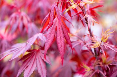 Botanik koleksiyonu, kırmızı Japon ağaçlarının genç kırmızı yaprakları.