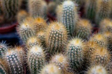 Botanik koleksiyonu, farklı sulu dikenli kaktüs bitkileri bahçe dükkanına yakın.