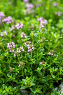 Botanik koleksiyonu, tıbbi ve aromatik bitki satürjası ve kekik çiçeği. Yakın plan.