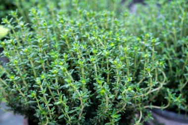 Botanik koleksiyonu, mutfağın yeşil yaprakları, tıbbi ve aromatik bitki kekikleri...
