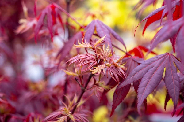 Coleção Botânica Folhas Vermelhas Jovens Japão Vermelho Shaina Acer Árvore — Fotografia de Stock