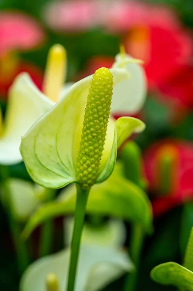Botanical Collection Blossoming Anthurium Flamingo Plants Green Leaves Close — Stock Photo, Image