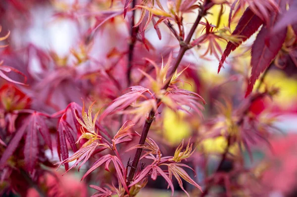 Botanische Sammlung Junge Rote Blätter Des Japanischen Shaina Akerbaums Aus — Stockfoto