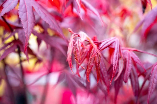 Botanical Collection Young Red Leaves Red Japan Shaina Acer Tree — Stock Photo, Image