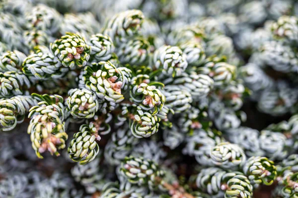 Botanical Collection Young Coniferous Tree Abies Koreana Close — Stock Photo, Image