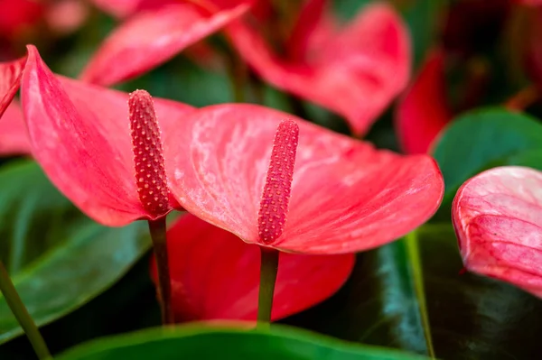 Collection Botanique Floraison Anthurium Flamingo Plantes Avec Feuilles Vertes Gros — Photo