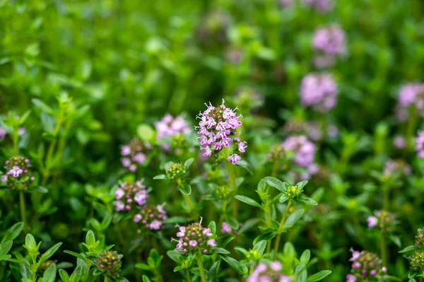 Kolekcja Botaniczna Purpurowy Kwiat Nasycenia Roślin Leczniczych Aromatycznych Lub Tymianku — Zdjęcie stockowe