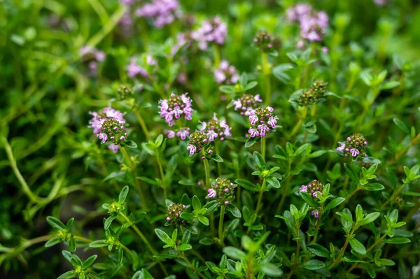 Colección Botánica Flor Púrpura Satureja Plantas Medicinales Aromáticas Tomillo Cerca —  Fotos de Stock