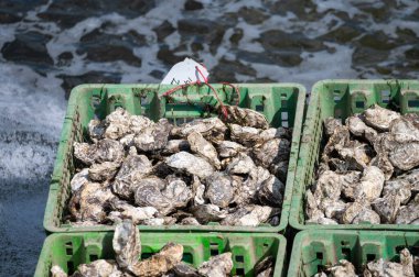İstiridye yetiştirme sistemleri, istiridyeleri beton istiridye çukurlarında tutmak, sürekli yenilenen sularda muhafaza etmek, Yerseke, Zeeland, Hollanda 'daki çiftlikte satılığa hazır taze istiridyeler ve tüketime hazır.