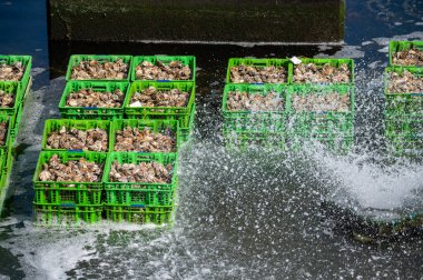 İstiridye yetiştirme sistemleri, istiridyeleri beton istiridye çukurlarında tutmak, sürekli yenilenen sularda muhafaza etmek, Yerseke, Zeeland, Hollanda 'daki çiftlikte satılığa hazır taze istiridyeler ve tüketime hazır.