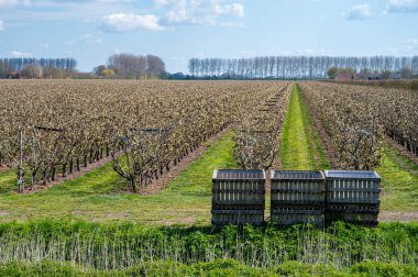 Hollanda meyve bahçelerinde armut yetiştirme, bahar beyaz armut ağaçları, Zeeland, Hollanda