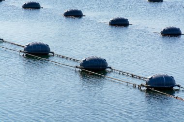 Hollanda, Bruinisse, Oosterschelde veya Grevelingen haliçlerinde midye yetiştiriciliği. Arka plan Grevelingen Barajı, Delta iş ve yel değirmenlerinin bir parçası.