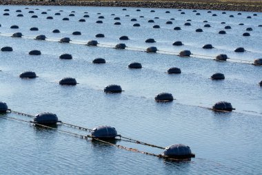 Hollanda, Bruinisse, Oosterschelde veya Grevelingen haliçlerinde midye yetiştiriciliği. Arka plan Grevelingen Barajı, Delta iş ve yel değirmenlerinin bir parçası.