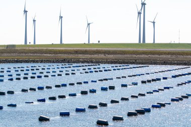 Hollanda, Bruinisse, Oosterschelde veya Grevelingen haliçlerinde midye yetiştiriciliği. Arka plan Grevelingen Barajı, Delta iş ve yel değirmenlerinin bir parçası.