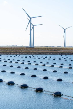 Hollanda, Bruinisse, Oosterschelde veya Grevelingen haliçlerinde midye yetiştiriciliği. Arka plan Grevelingen Barajı, Delta iş ve yel değirmenlerinin bir parçası.