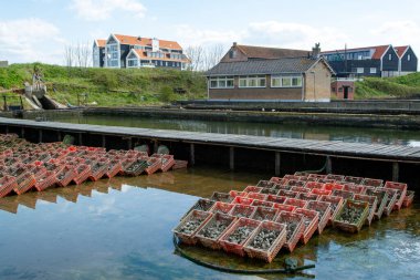 İstiridye yetiştirme sistemleri, istiridyeleri beton istiridye çukurlarında tutmak, sürekli yenilenen sularda muhafaza etmek, Yerseke, Zeeland, Hollanda 'daki çiftlikte satılığa hazır taze istiridyeler ve tüketime hazır.