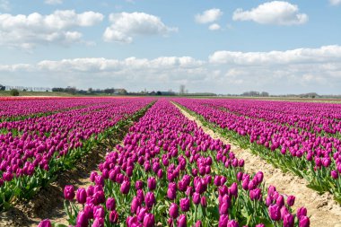Hollanda 'da lale soğanları üretimi, Zeeland' de çiçek açan lale çiçekleriyle renkli bahar tarlaları
