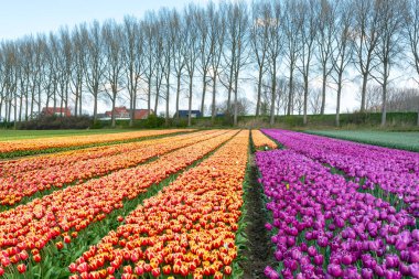 Hollanda 'da lale soğanları üretimi, Zeeland' de çiçek açan lale çiçekleriyle renkli bahar tarlaları