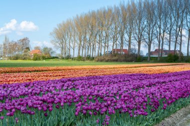 Hollanda 'da lale soğanları üretimi, Zeeland' de çiçek açan lale çiçekleriyle renkli bahar tarlaları