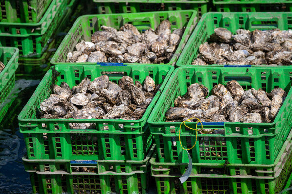 Oysters growing systems, keeping oysters in concrete oyster pits, where they are stored in crates in continuously refreshed water, fresh oysters ready for sale and consumption on farm in Yerseke, Zeeland, Netherlands