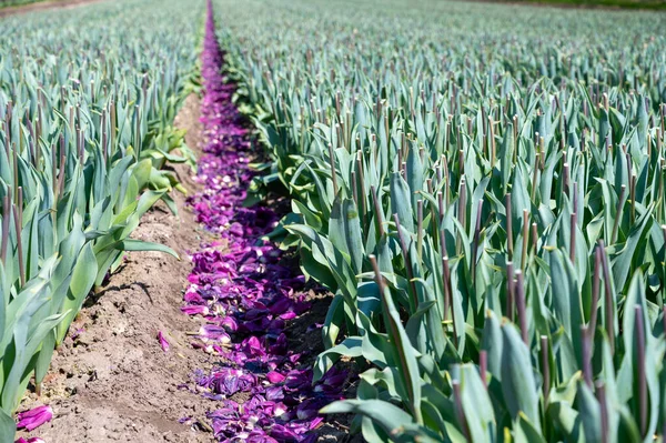 Tulips bulbs production in Netherlands, cutted tulip flowers heads on farm field in Zeeland