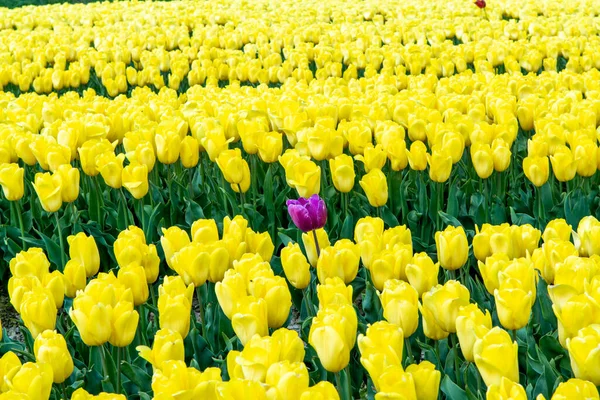 Tulips bulbs production in Netherlands, colorful spring fields with blossoming tulip flowers in Zeeland