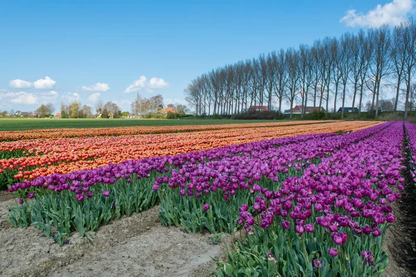 Tulips bulbs production in Netherlands, colorful spring fields with blossoming tulip flowers in Zeeland