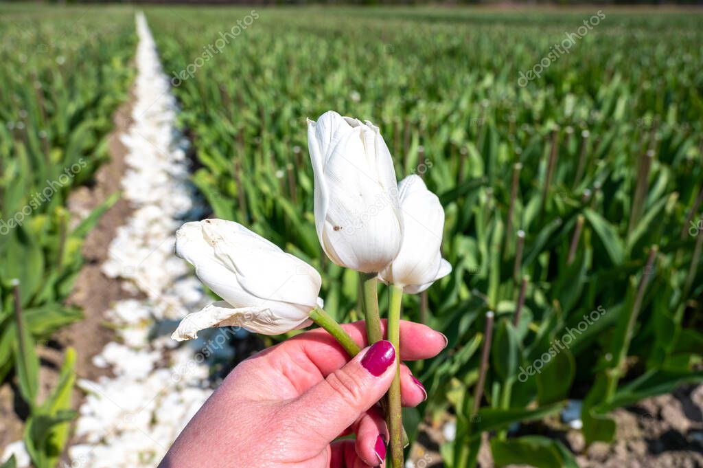 Tulips bulbs production in Netherlands, cutted tulip flowers heads on farm field in Zeeland