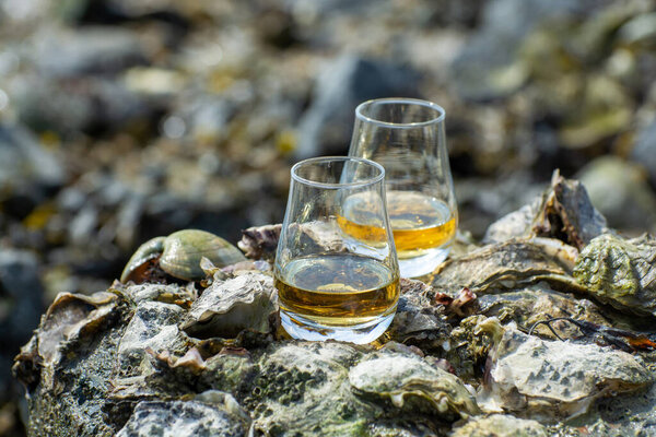 Tasting of single malt or blended Scotch whisky and seabed at low tide with algae, stones and oysters on background, private whisky distillery tours in Scotland, UK