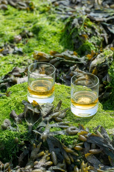 Malt ya da karışık viski tatmak ve deniz yatağında algler, taşlar ve istiridyelerle arka planda, İskoçya, İngiltere 'de özel viski damıtma turları yapmak.