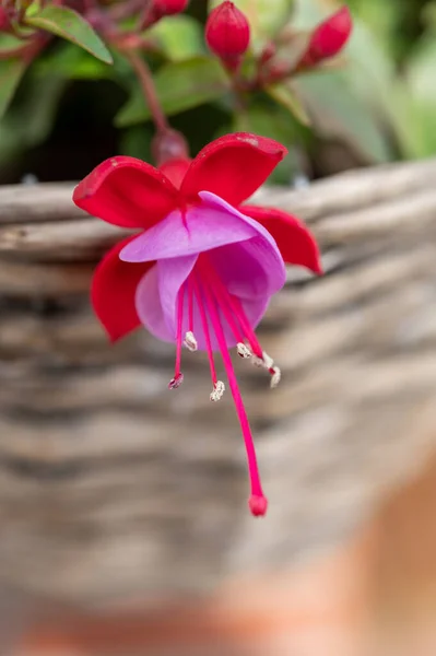 Colorful blossom of fuchsia decorative plant growing in hanging basket in garden close up