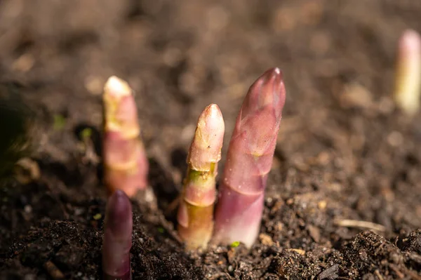 Plantas Asaparagus Que Crecen Descubiertas Campo Agrícola Primavera —  Fotos de Stock