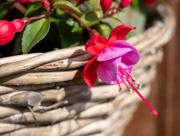 Colorful blossom of fuchsia decorative plant growing in hanging basket in garden close up