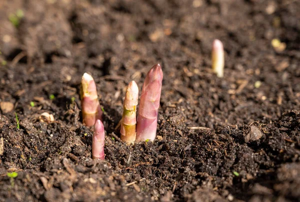 Plantas Asaparagus Que Crecen Descubiertas Campo Agrícola Primavera —  Fotos de Stock