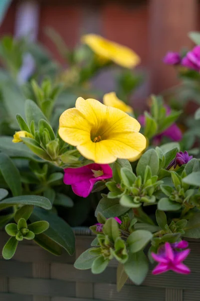 庭でぶら下げバスケットに成長ペチュニア装飾植物のカラフルな花を閉じる — ストック写真