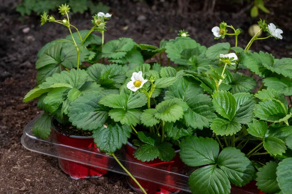 Young green strawberry plants with white flowers ready to be planted in garden soil outdoors in spring