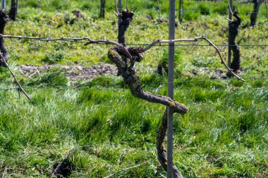 Hollanda üzüm bağlarında beyaz ve gül şarabı üretimi, İlkbaharda sıra sıra üzüm bitkileri, Zeeland, Hollanda