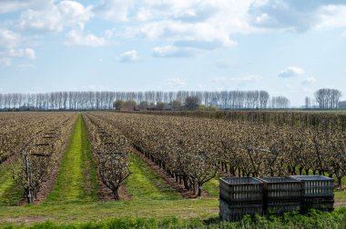 Hollanda meyve bahçelerinde armut yetiştirme, bahar beyaz armut ağaçları, Zeeland, Hollanda