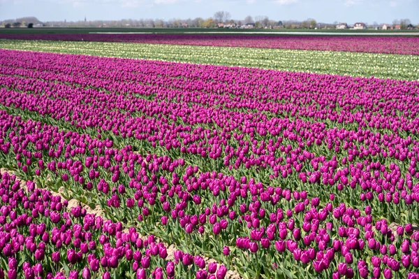 Tulips Bulbs Production Netherlands Colorful Spring Fields Blossoming Tulip Flowers — Stock Photo, Image