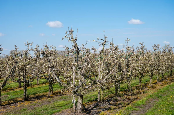 Anbau Von Birnenfrüchten Auf Holländischen Obstplantagen Frühlingsblüte Von Birnenbäumen Zeeland — Stockfoto
