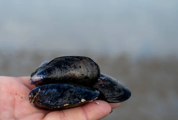 Élő Kagylók Dagály Északi Tengeren Tenger Gyümölcsei — Stock Fotó