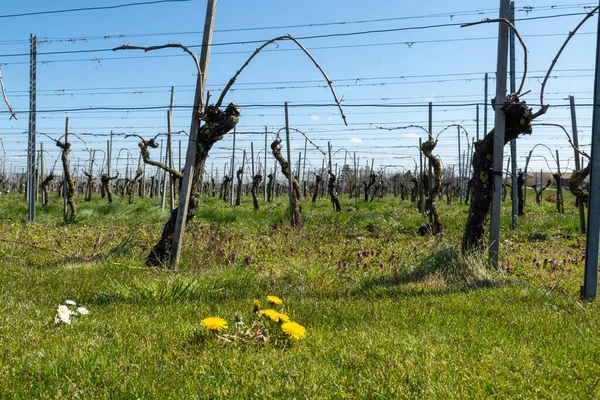 荷兰泽兰的荷兰葡萄园生产的白葡萄酒和玫瑰葡萄酒 春天的一排排葡萄树 — 图库照片