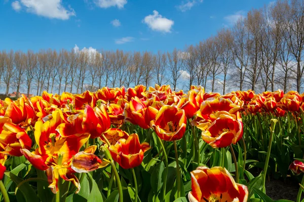 Tulips bulbs production in Netherlands, colorful spring fields with blossoming tulip flowers in Zeeland