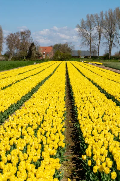 Tulips bulbs production in Netherlands, colorful spring fields with blossoming tulip flowers in Zeeland