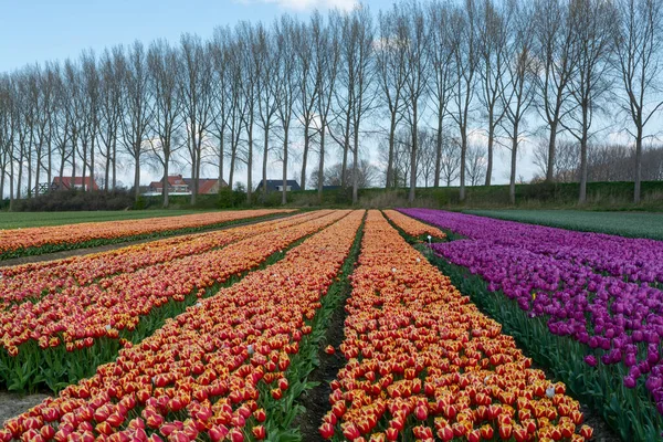 Hollanda Lale Soğanları Üretimi Zeeland Çiçek Açan Lale Çiçekleriyle Renkli — Stok fotoğraf